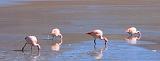 BOLIVIA 2 - Ruta de Las Joyas - Laguna Hedionda - Flamencos - 14